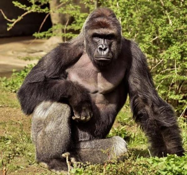 Harambe the Gorilla One Year Anniversary