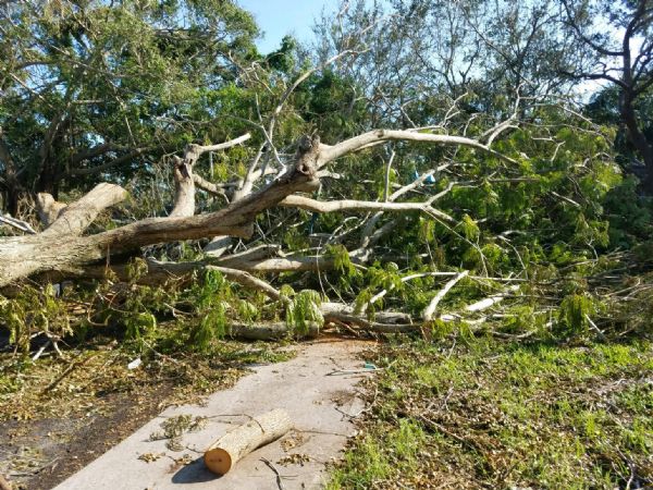 Naples Cambier Park after Irma 3