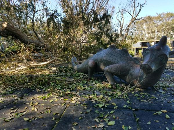 Naples Cambier Park after Irma